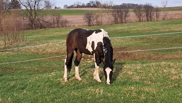 curly-gelding