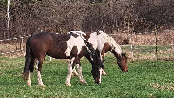 curly-horse-for-sale