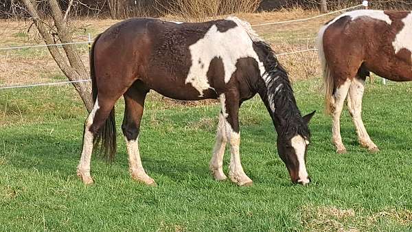 curly-horse