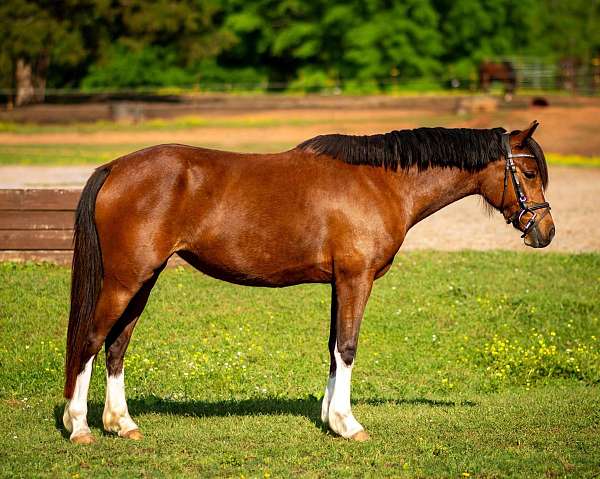 athletic-flashy-pony