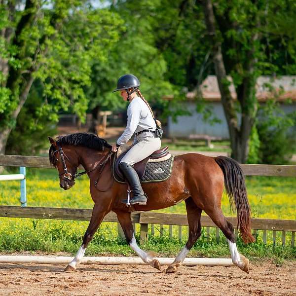 pony-for-sale