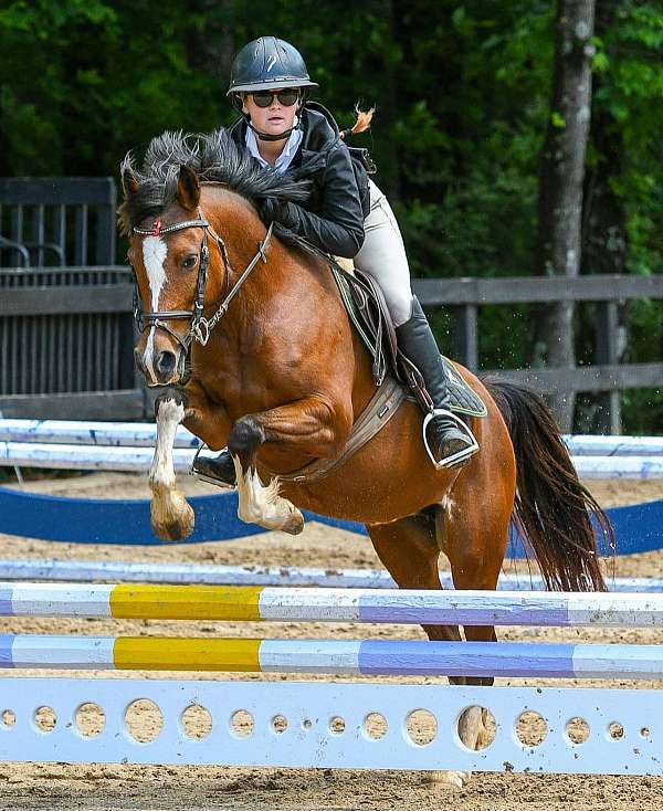 pony-mare