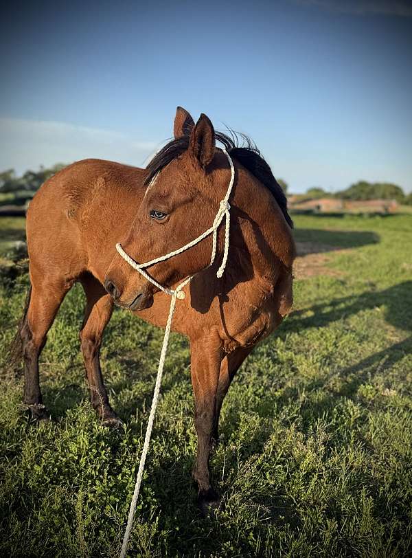 play-gun-quarter-horse