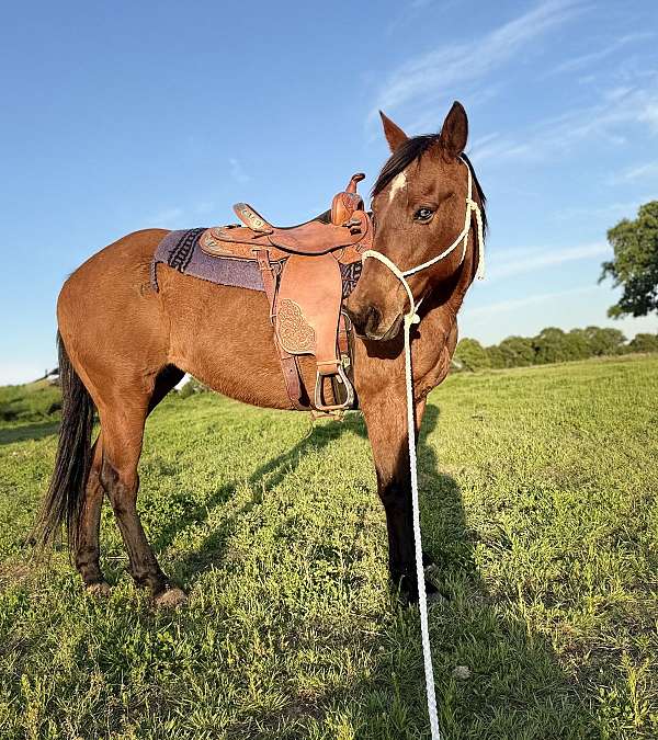 dun-w-blk-points-dorsal-stripe-star-horse