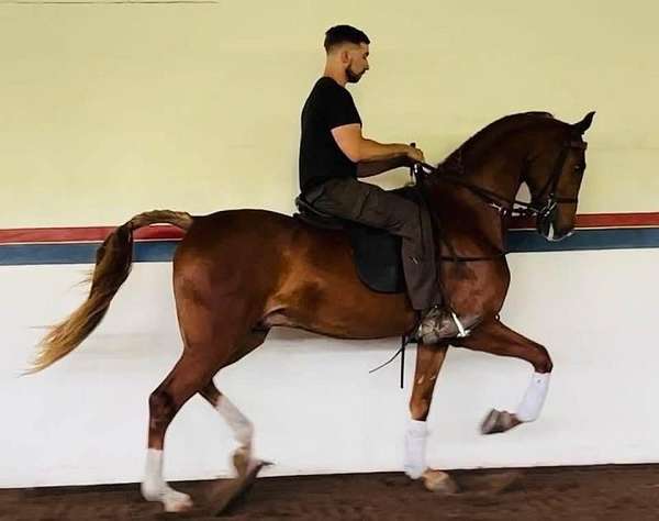 breeder-half-arabian-horse