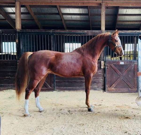 buddy-half-arabian-horse