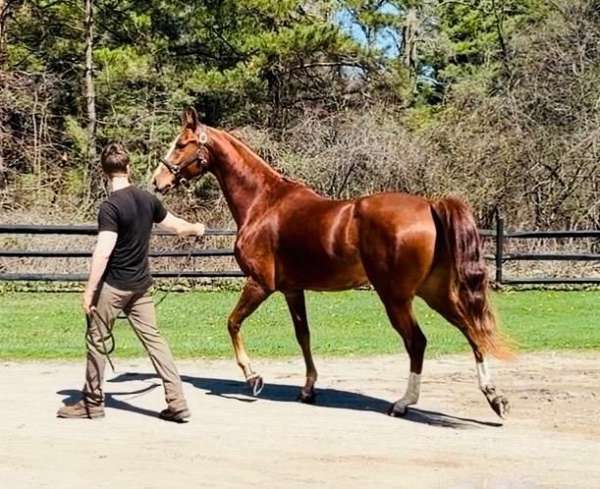 disposition-half-arabian-horse
