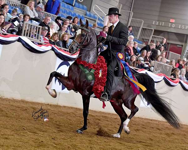 heart-half-arabian-horse