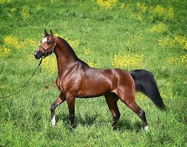 in-michigan-half-arabian-horse