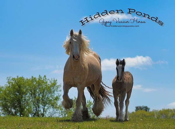 palomino-gypsy-vanner-mare