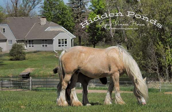 palomino-gvhs-mare