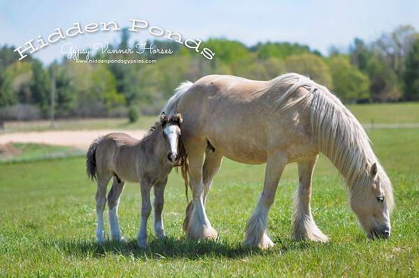 palomino-gvhs-horse