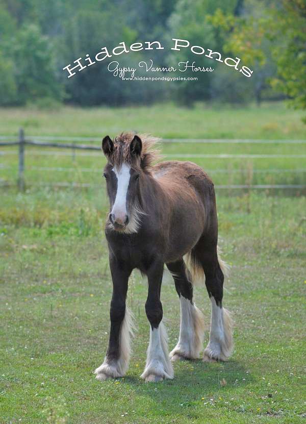 black-gvhs-horse