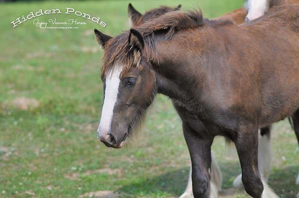 black-gypsy-vanner-filly