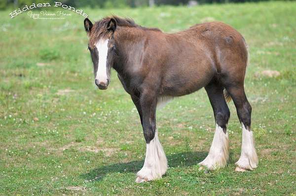 black-gvhs-filly