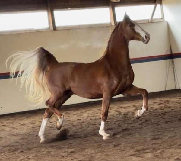 saddlebred-dutch-warmblood-horse