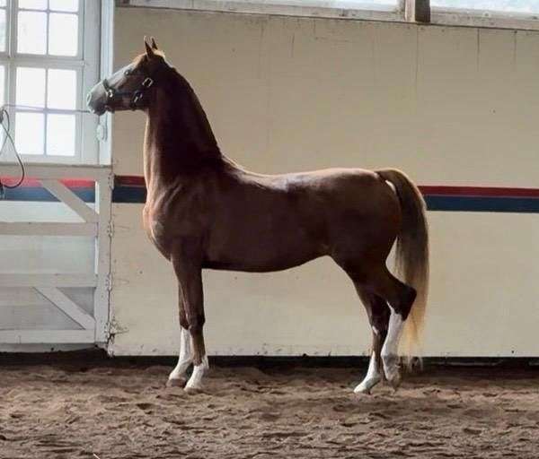 shea-stables-dutch-warmblood-horse