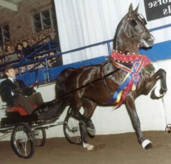 ritida-dutch-warmblood-horse