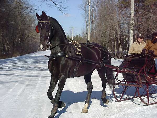 all-around-started-under-saddle-dutch-warmblood-horse