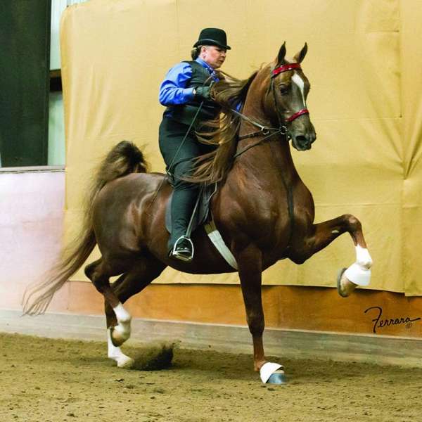 shea-stables-horse