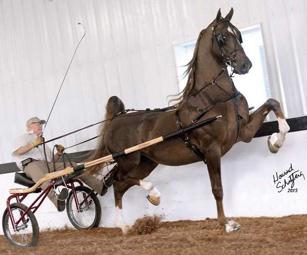 ritida-horse