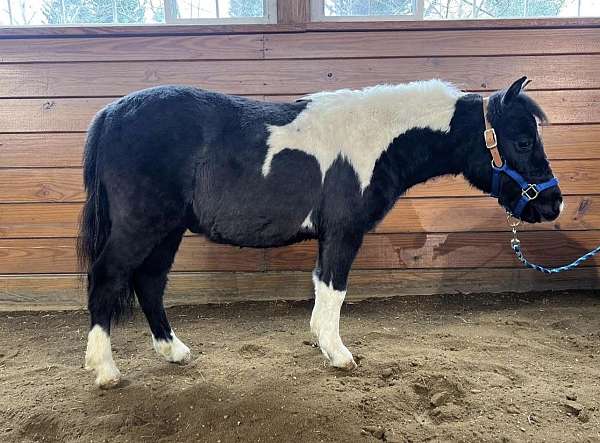 all-around-miniature-horse