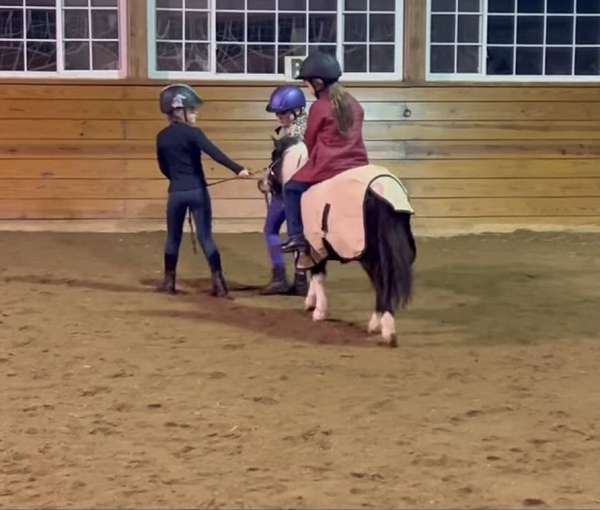 no-vices-miniature-horse