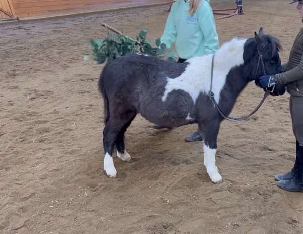 rideable-miniature-horse