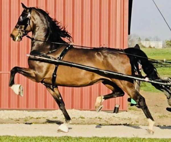 graaf-kelly-dutch-warmblood-horse