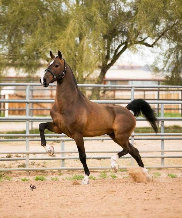 graaf-kelly-horse