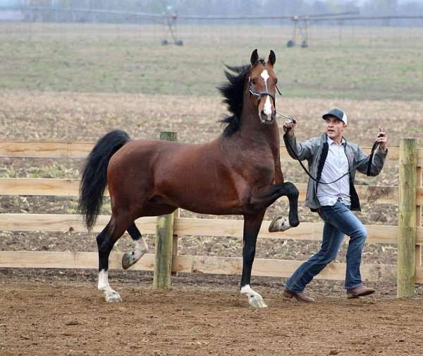 graaf-kelly-mare