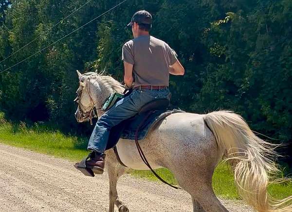 grey-gelding-for-sale