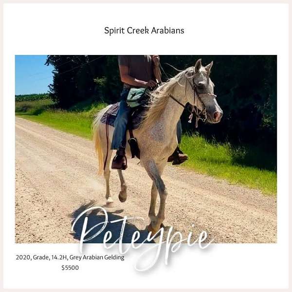 grey-arabian-gelding