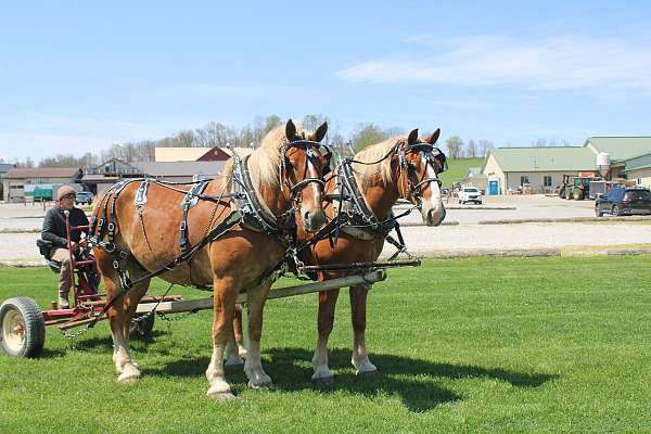 beginner-belgian-horse