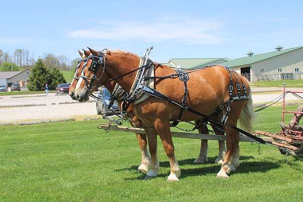 driving-belgian-horse