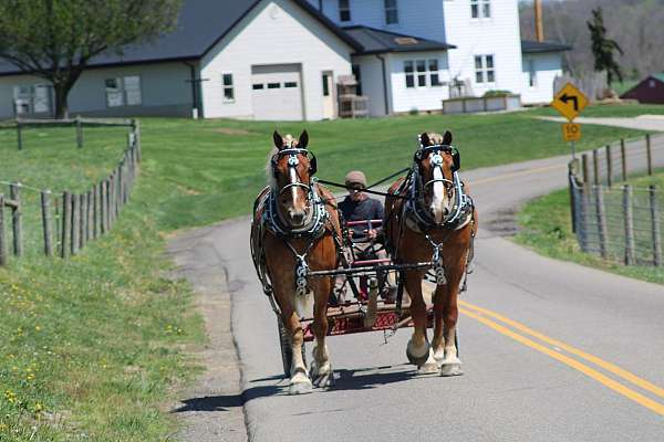 kid-safe-belgian-horse
