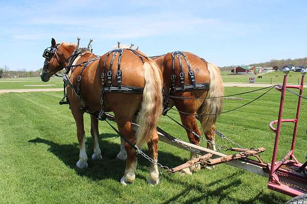 parade-belgian-horse