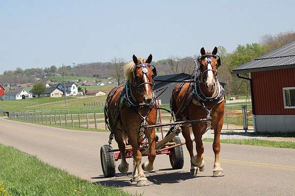 pleasure-driving-belgian-horse