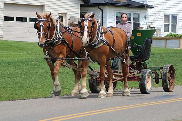 team-driving-belgian-horse