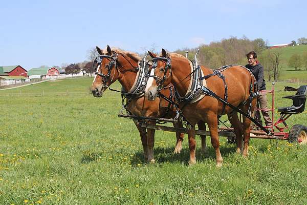 driving-gelding