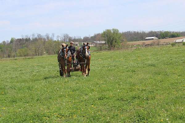 kid-safe-gelding