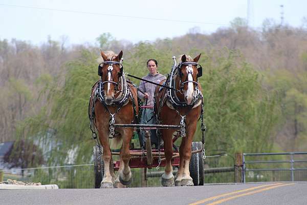 pleasure-driving-gelding