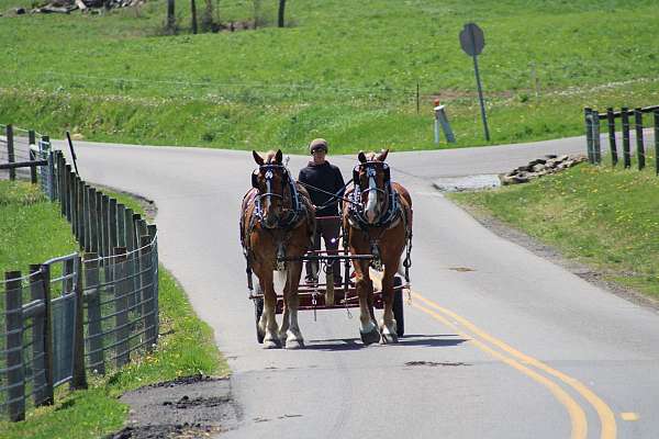 team-driving-gelding