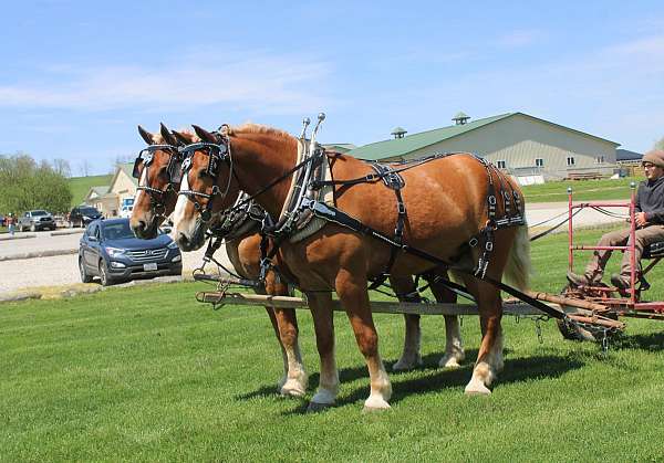 beginner-horse