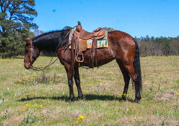 all-around-quarter-horse