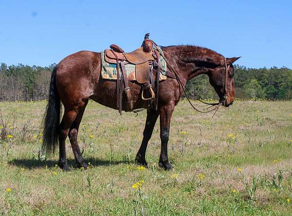 athletic-quarter-horse
