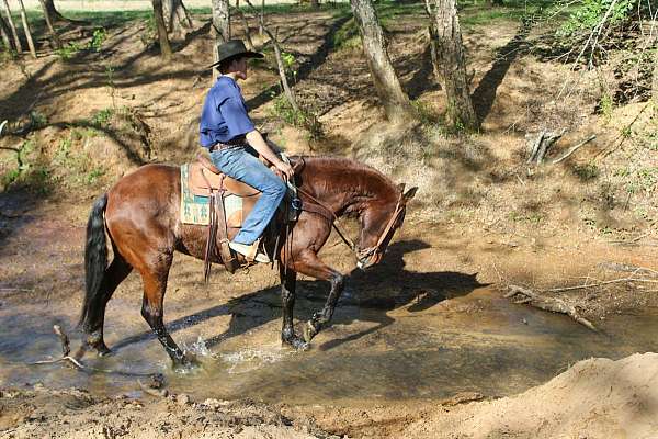 beginner-quarter-horse