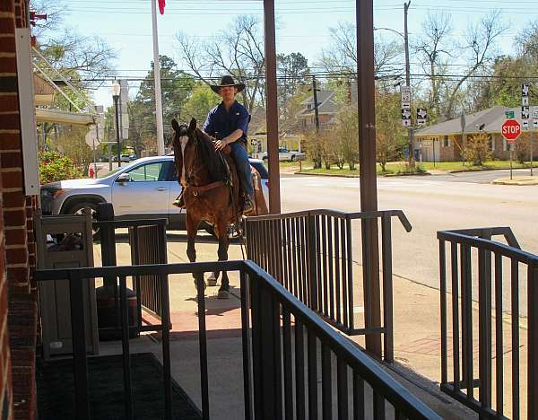 calf-roping-quarter-horse
