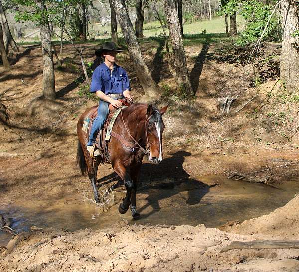 endurance-quarter-horse