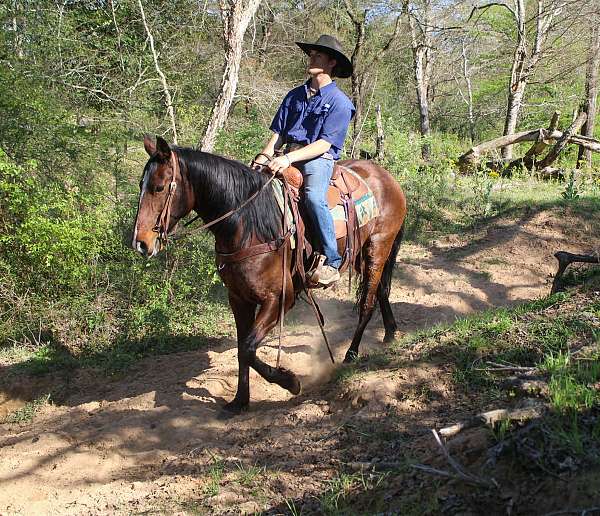 husband-safe-quarter-horse